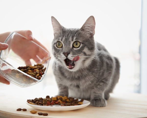 Pourquoi mon chat se jette sur sa nourriture ?
