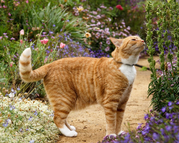 4 plantes toxiques pour votre chat à absolument connaître