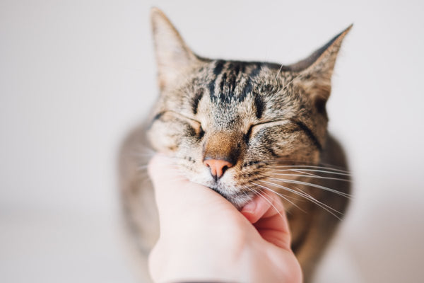 Ces signes qui montrent que votre chat est heureux