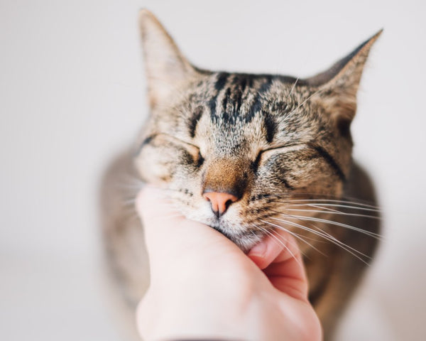 Ces signes qui montrent que votre chat est heureux